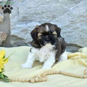 Callie, Shih Tzu Puppy